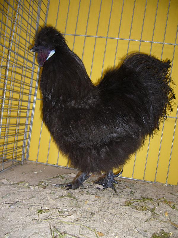 Hannover 2008 173.jpg - Seidenhühner schwarz von Fridel Schwager Preis sg 95 Z